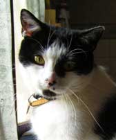 Photo de la tte du chat Flix pour sa ralisation en portrait animalier